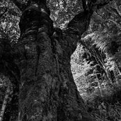 Axis Mundi