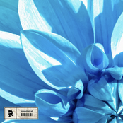 Let It Bloom