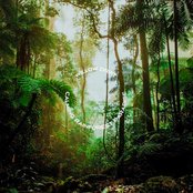 Rainforest Serenade