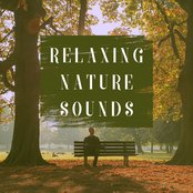 Relaxing Jungle Sounds