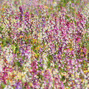 I’ve Never Seen a Garden More Beautiful