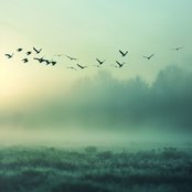 Flying South (Nature)