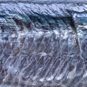 Mārara