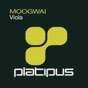 Viola