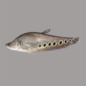 Knifefish