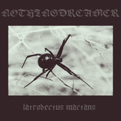 latrodectus mactans