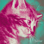 Feline