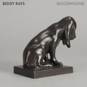 Bloodhound