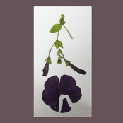 The Bloom / The Blossom