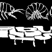Pillbug