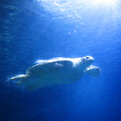 blue turtle