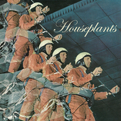 Houseplants