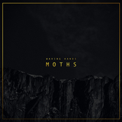 Moths
