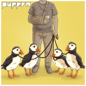 Puffin