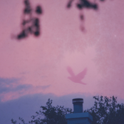 Dove