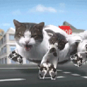 Welcome to Kitty City