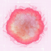 dianthus