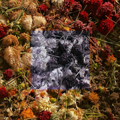 Dead Flowers