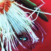 Velvet Petals [Explicit]