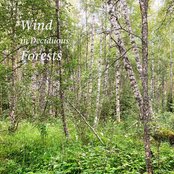 Wind In Deciduous Forests