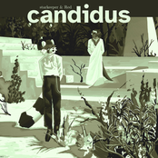 candidus