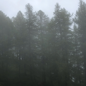 Oh the Pleasure with Trees