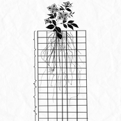Nature's Pencil