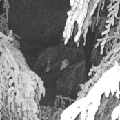Forest of High Tree (Winter)