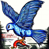 Gavião