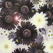 Gerbera