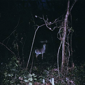 skeletal