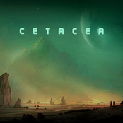 cetacea