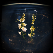 Buoyant