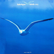 Birds Cry