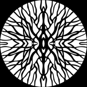Procyon