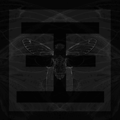 Cicada
