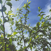 blooming in green