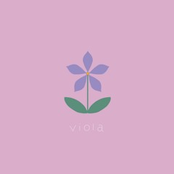 Viola