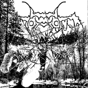 Moth