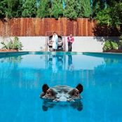 Hippopotamus