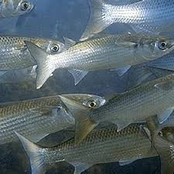 Grey Mullet / Scup