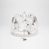you should see me in a crown cover