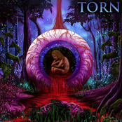 Torn