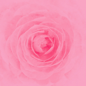 camellia