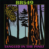 Tangled in the Pines