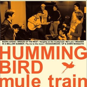 Humming bird