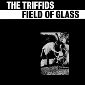 Field of Glass