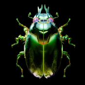 Beetle