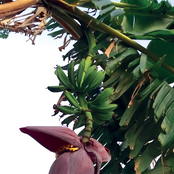 Tropical City EP