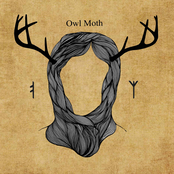 Owl Moth